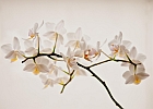 Orchidee der Liebe